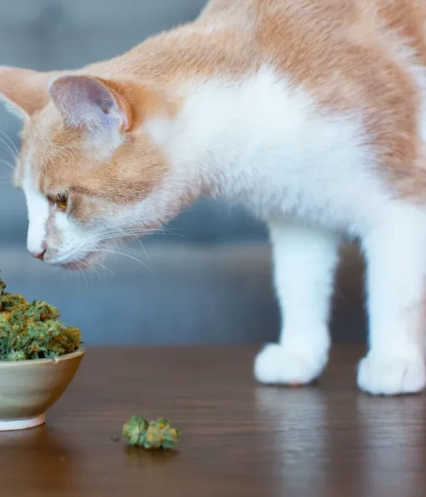 Best CBD for Cats with Chronic Pain: A Natural Solution for Feline Comfort