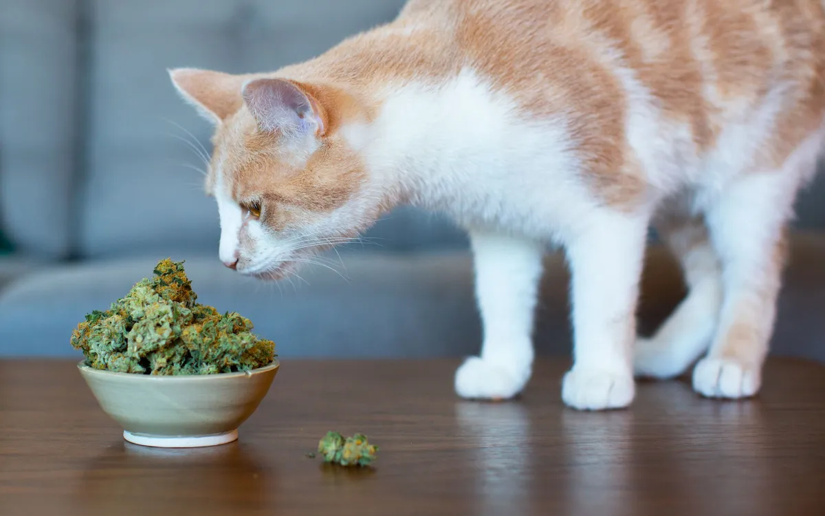 Best CBD for Cats with Chronic Pain: A Natural Solution for Feline Comfort